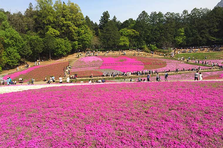 羊山公園・芝桜