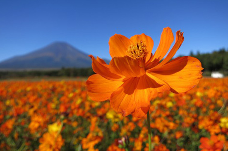 山中湖花の都（キバナコスモス