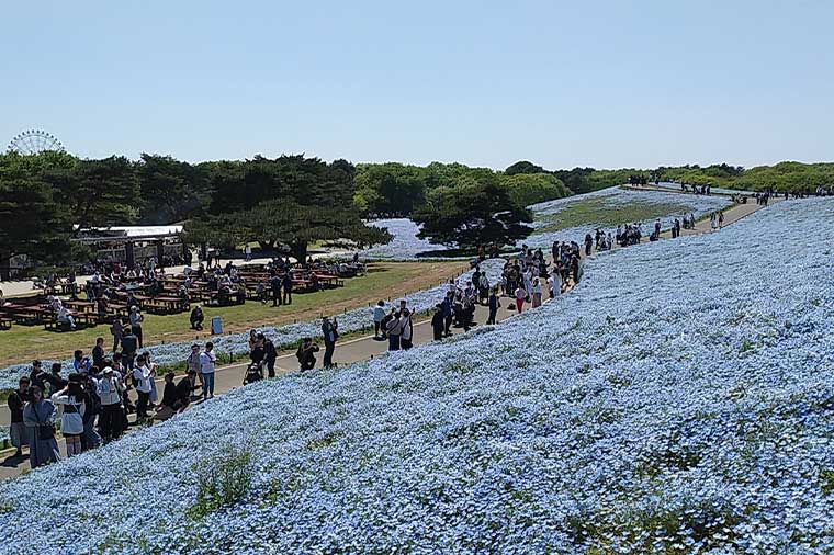 ひたち海浜公園・ネモフィラ