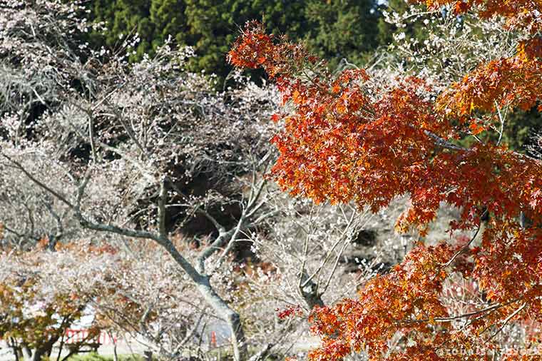 小原四季桜