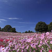 国営昭和記念公園
