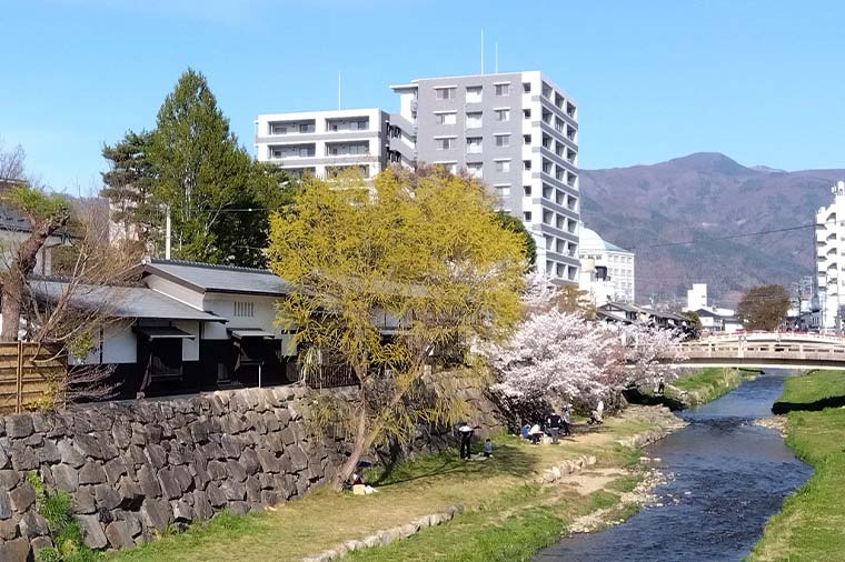 松本城周辺の桜