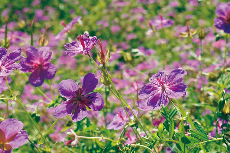 箱根湿生花園・アサマフウロ